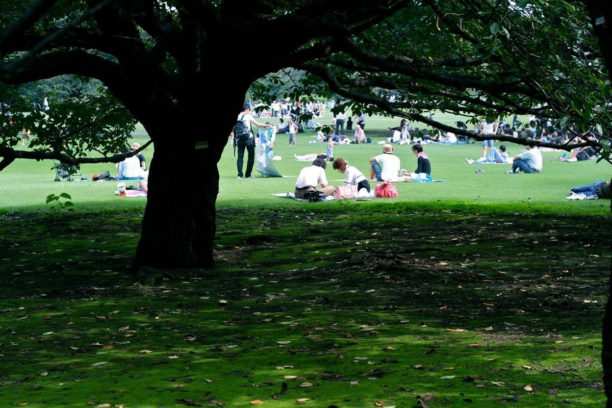 People relaxing on grass in the shade of large trees