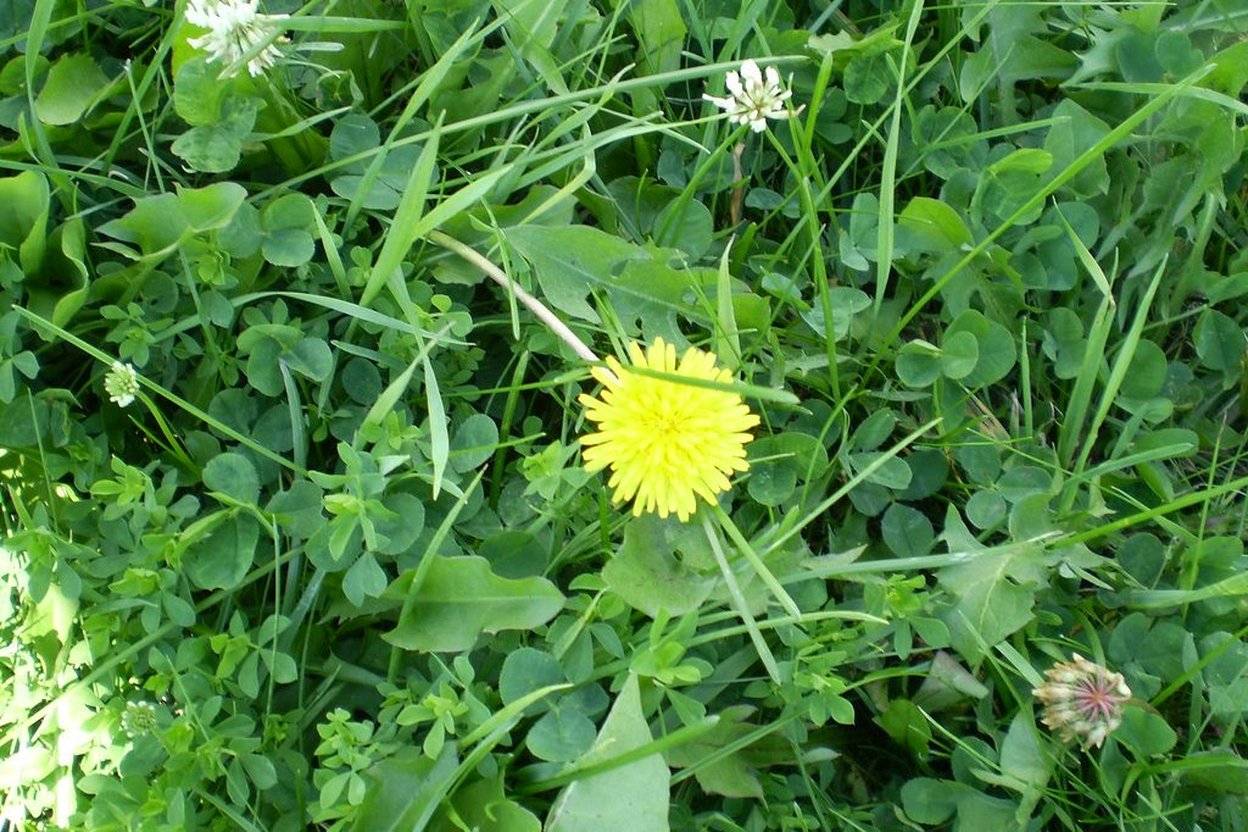 A yellow dandelion in a lawn with clover