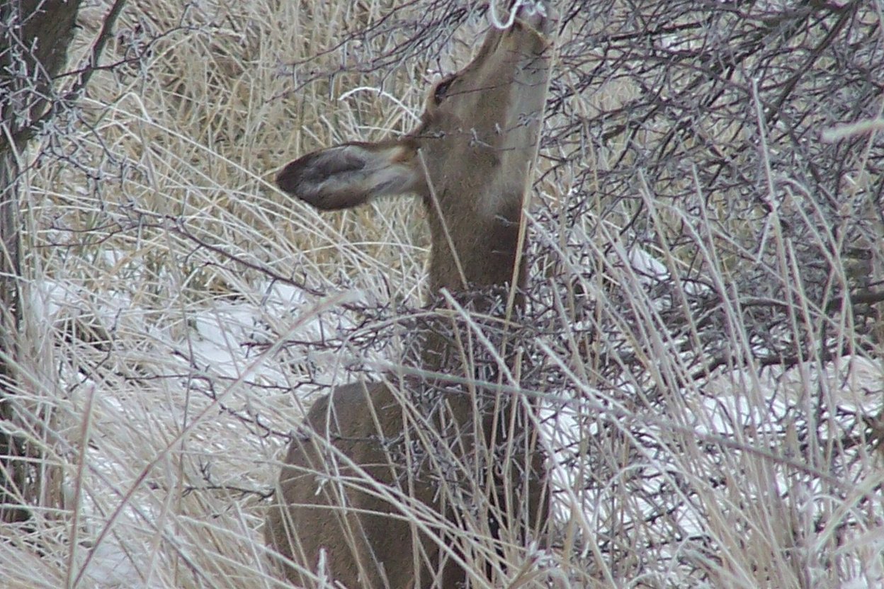 A deer browsing on shrubs in a snowy park