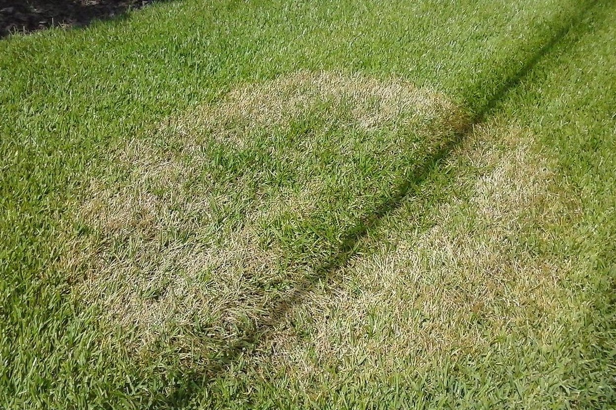 A dog standing on a lawn with a few round brown spots