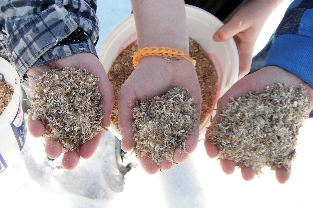 Grass seed scattered on bare soil in late fall