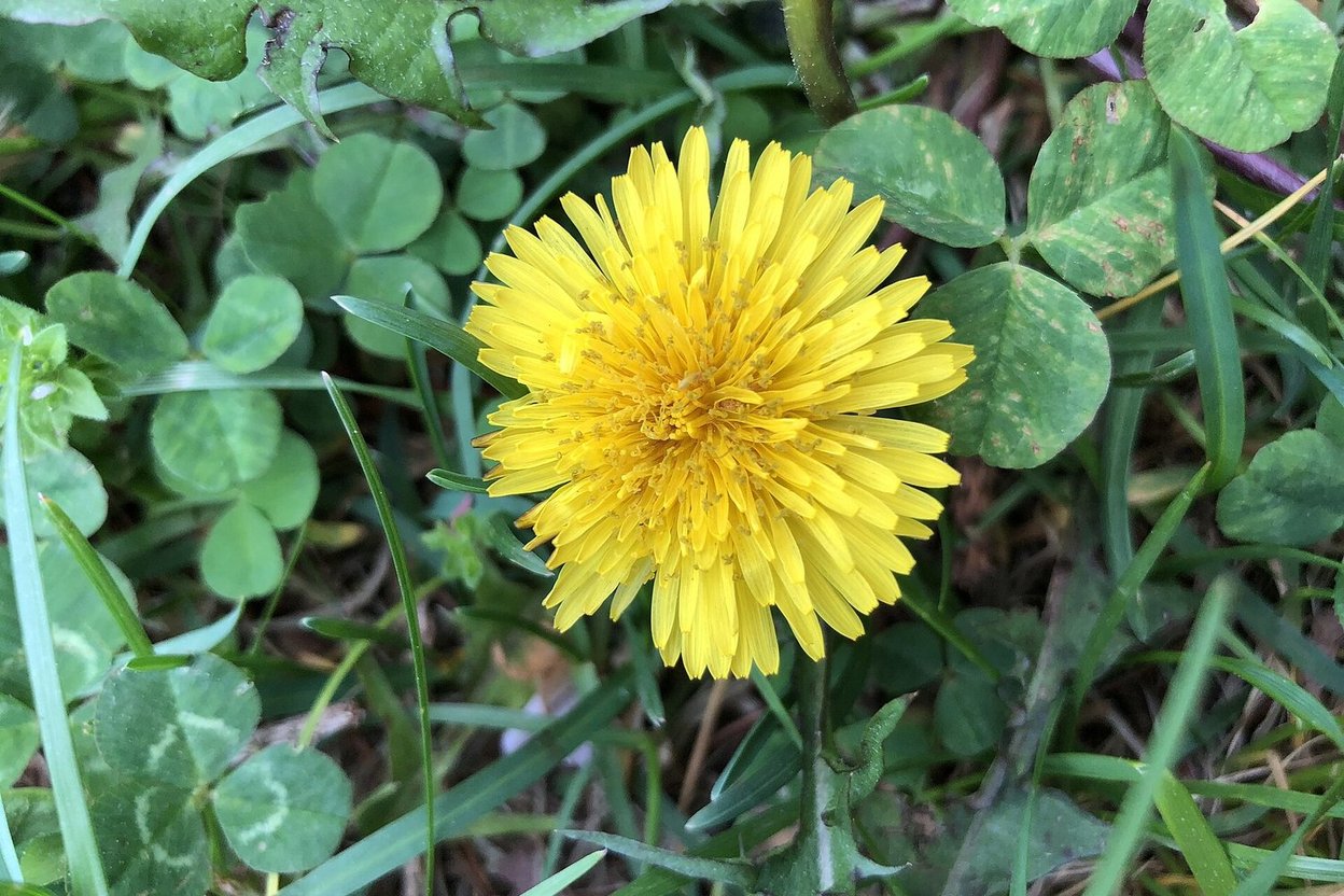 A dandelion in a green lawn in autumn