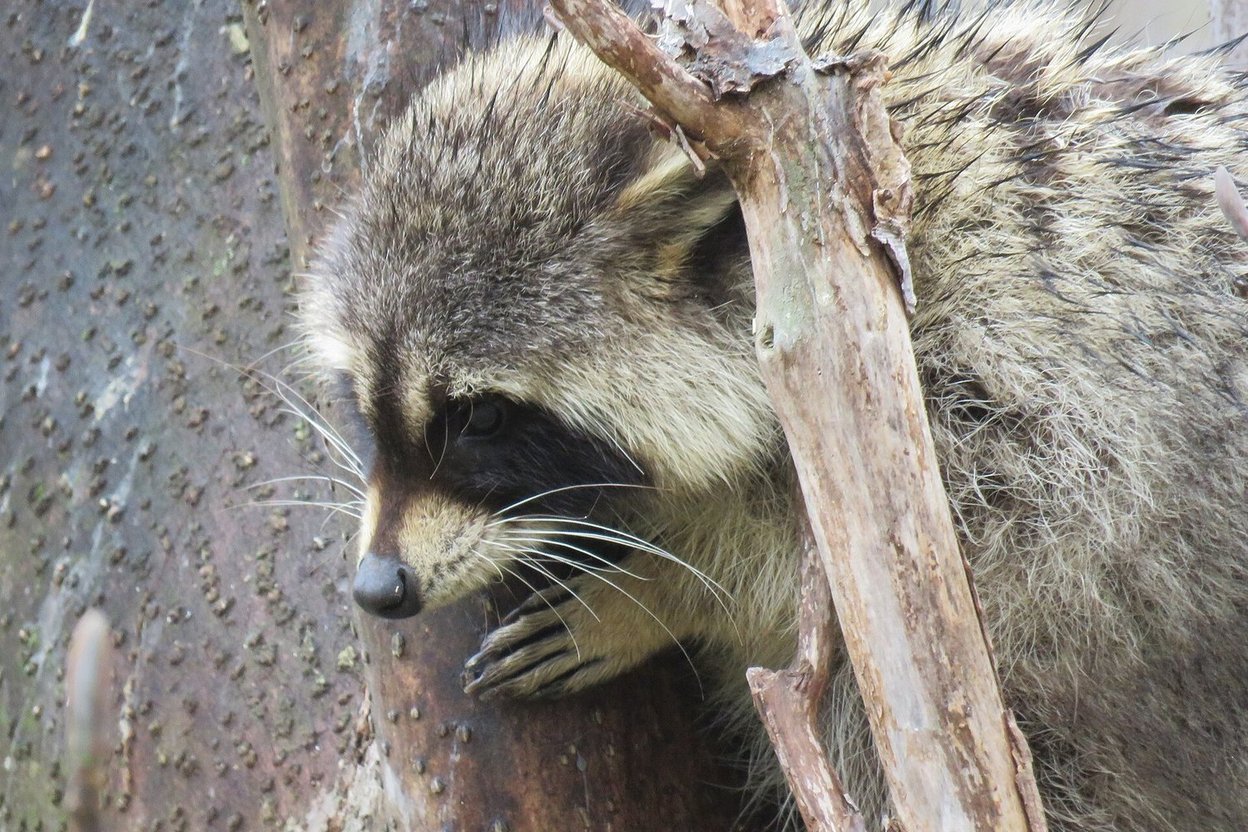 A raccoon in a backyard at dusk