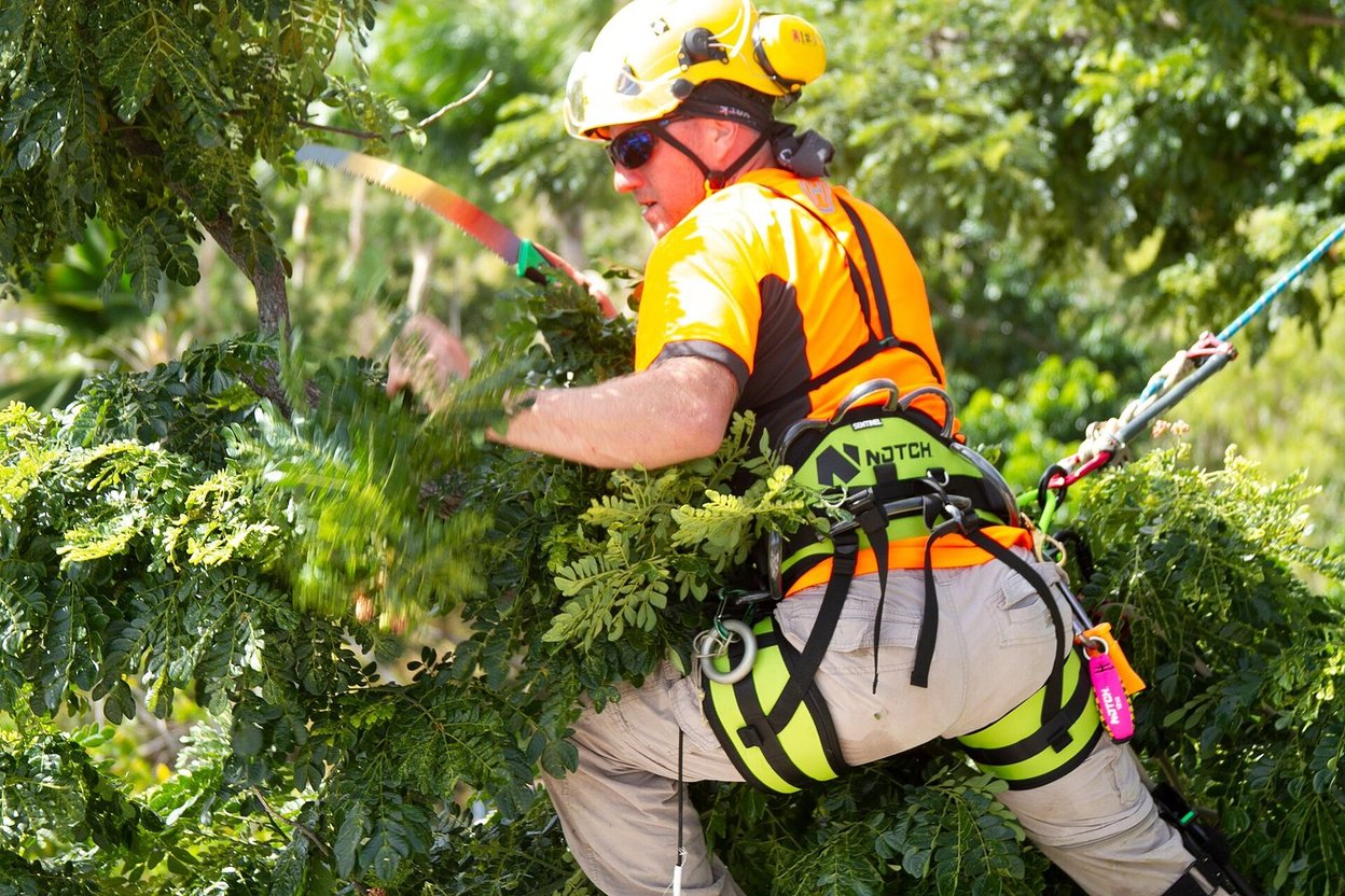 An arborist in a helmet and harness pruning branches