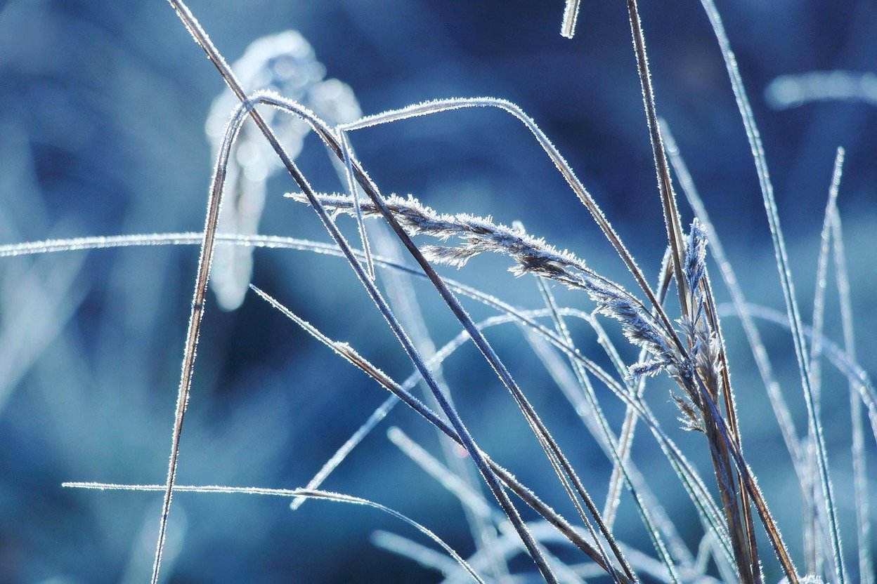Frost on grass blades on a cold morning