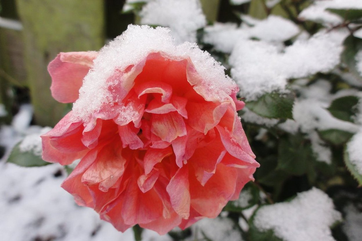 A pink rose covered in snow