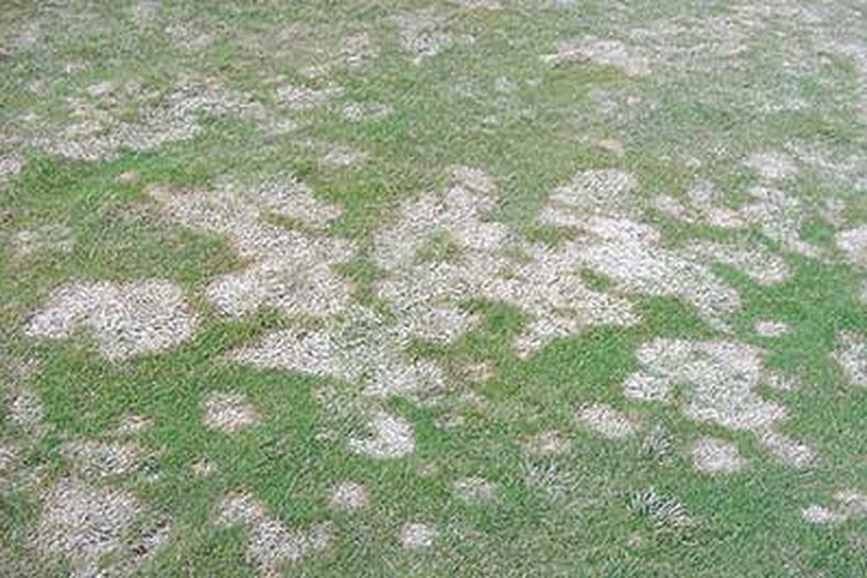 Gray Snow Mold and Pink Snow Mold Are Not the Same Patch