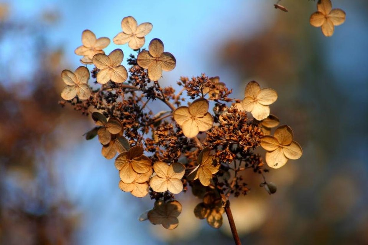 Dried hydrangea flower heads in fall