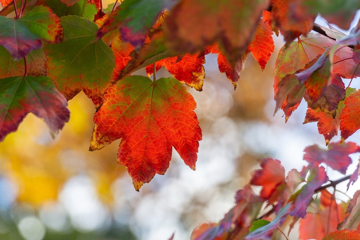 Fallen maple leaves in red, orange and green