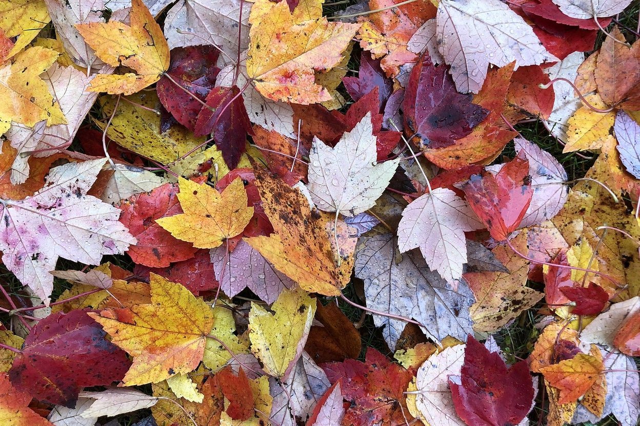 Red maple leaves scattered across a green lawn in autumn