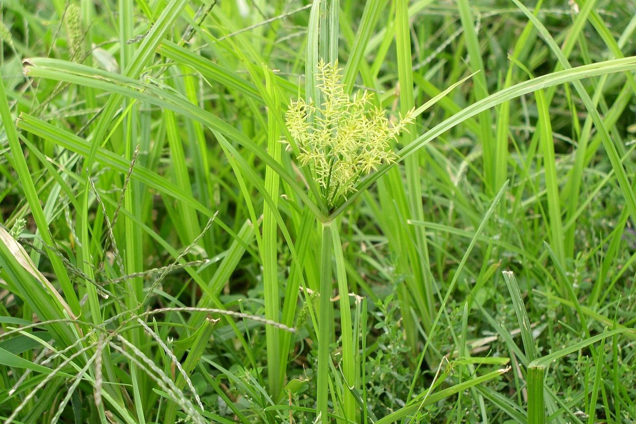 Yellow nutsedge with its star-shaped seed head in a lawn