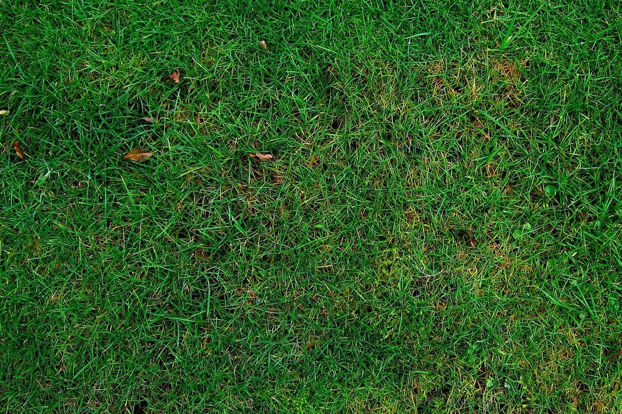 Close-up of green lawn grass with a few fallen brown leaves