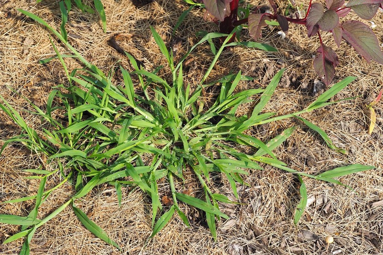 Smooth crabgrass coming up through dry mulch