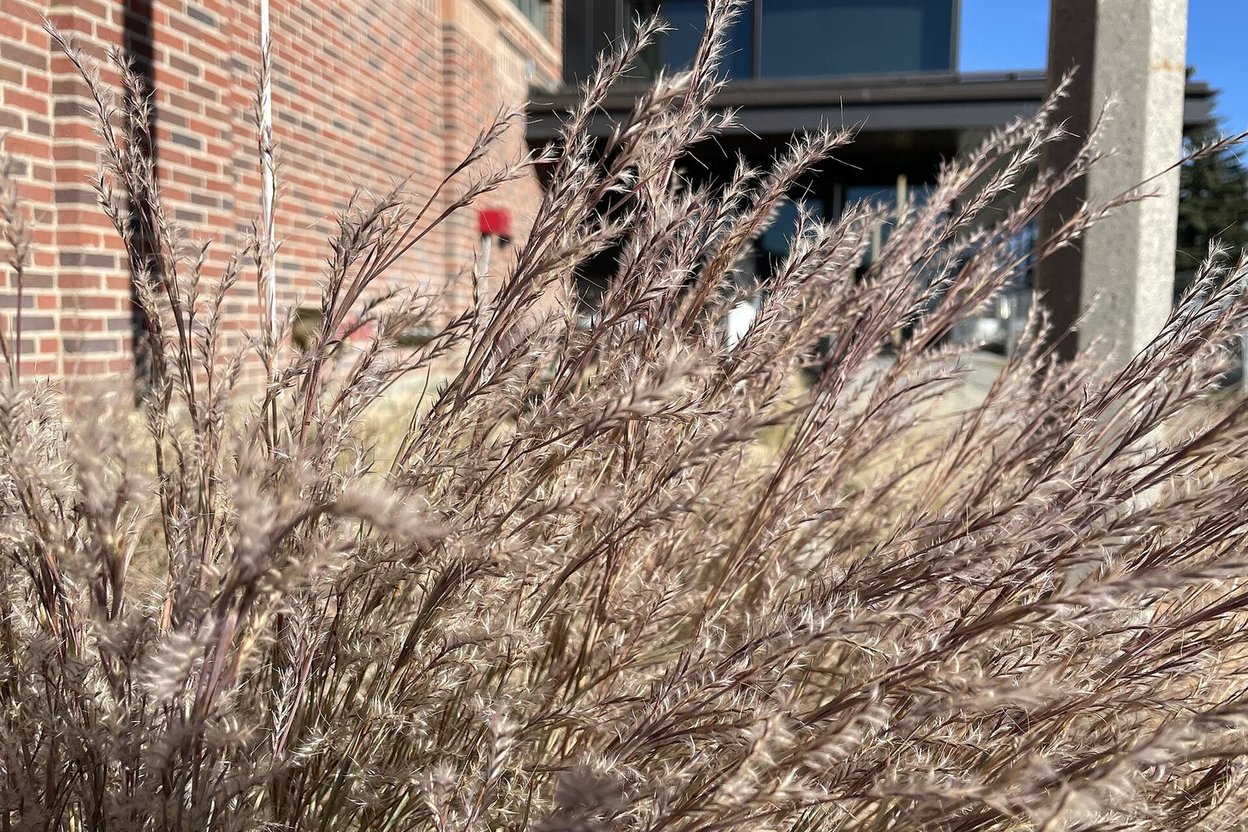Low junipers and clumps of tan switchgrass growing along a snowy residential curb strip next to a plowed street with salt residue on the pavement