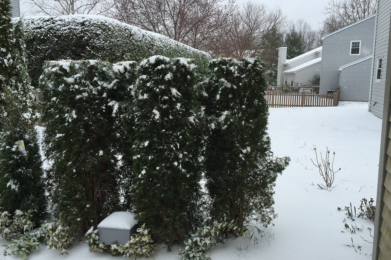 Emerald Green arborvitae coated in snow and ice beside a house