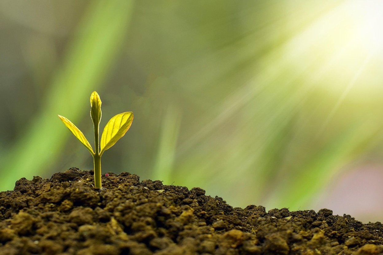 A small green seedling coming up out of dark soil