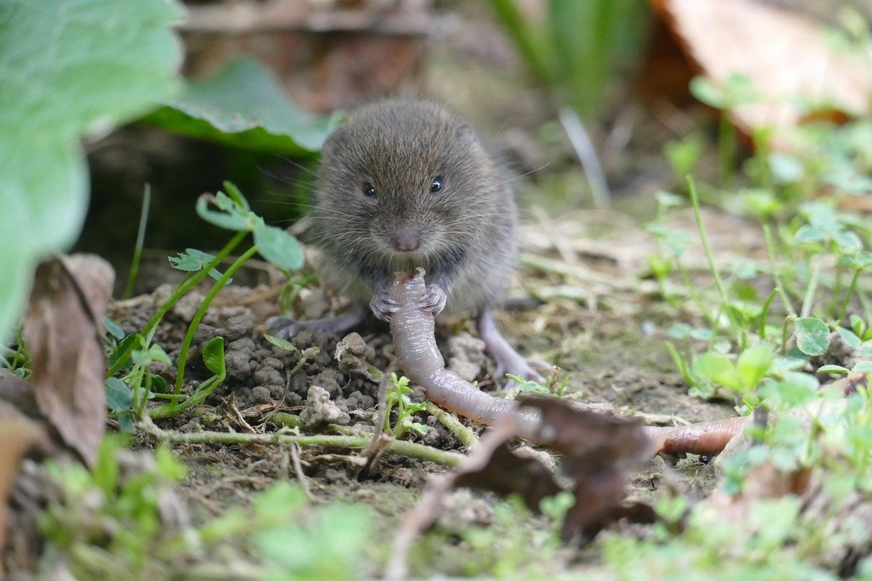 A small vole in grass and leaves
