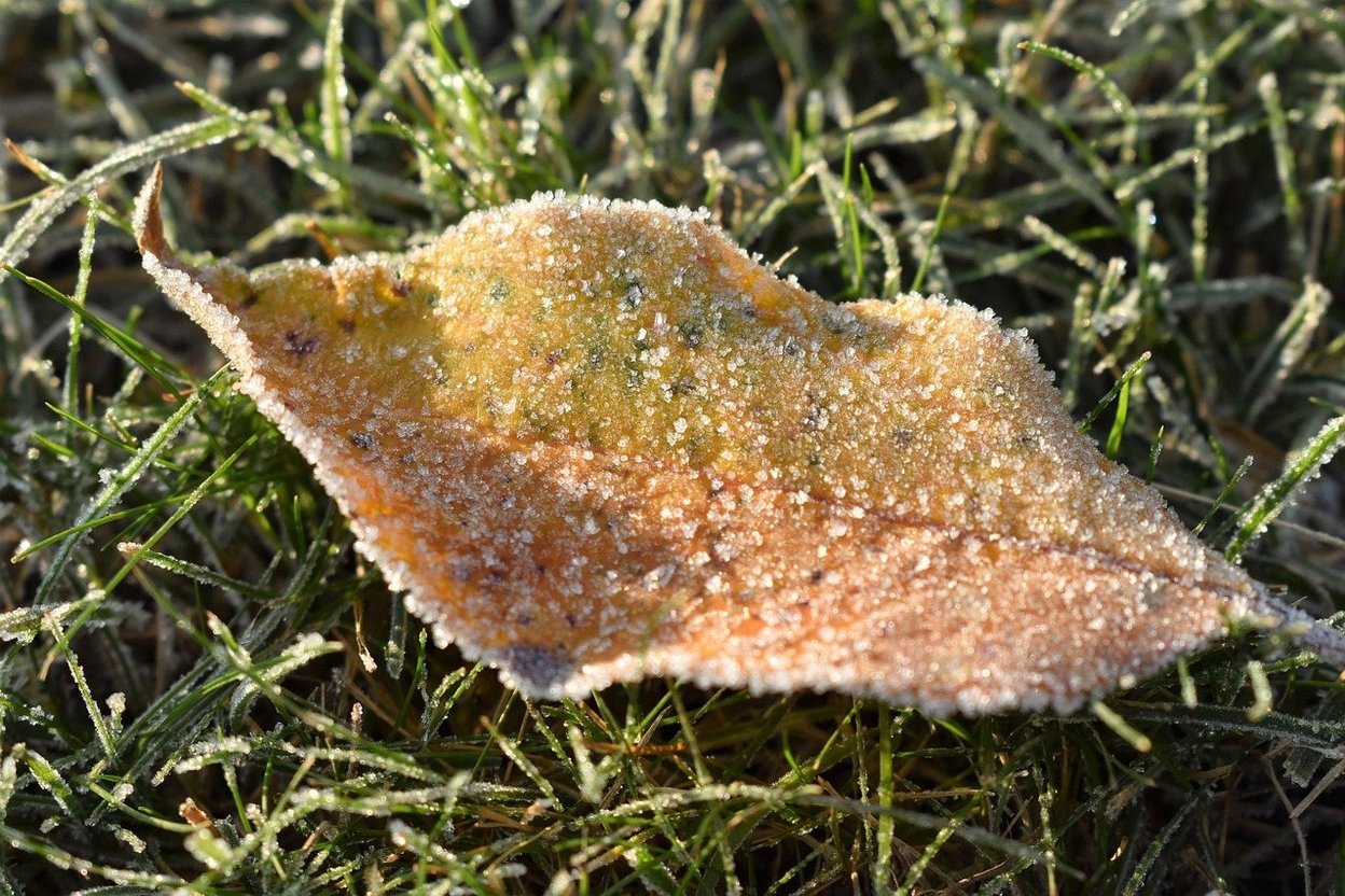 Frost on grass and fallen leaves on an autumn morning