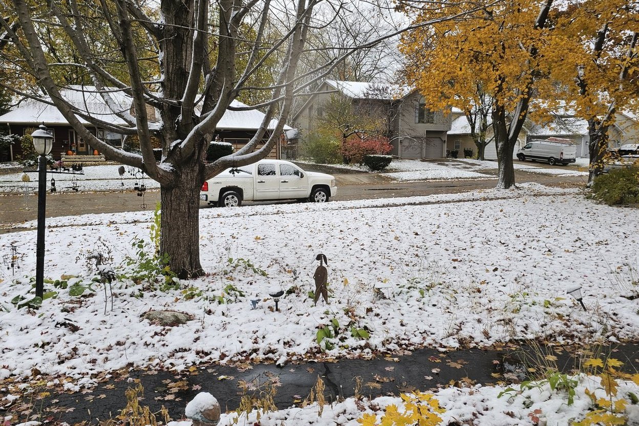 Wet Leaves Under the First Snow Are How Snow Mold Gets Started