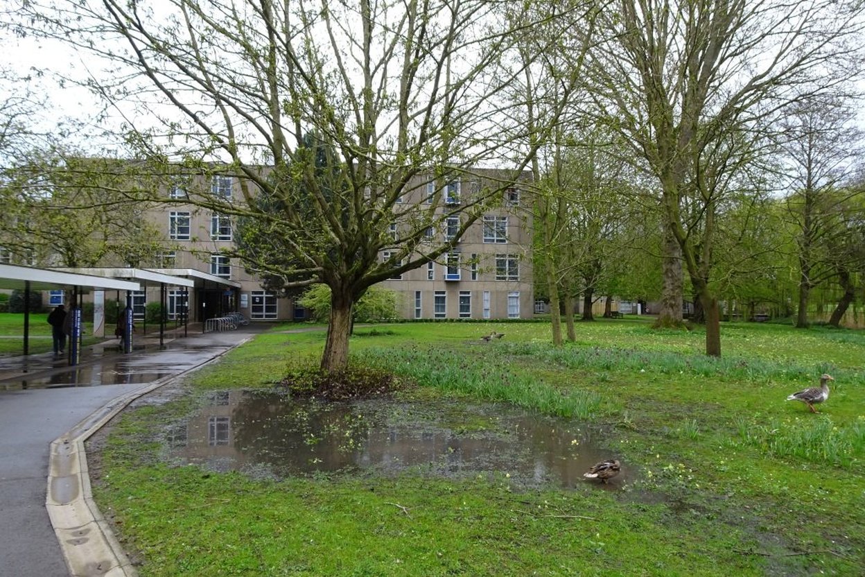 Standing water pooled on a lawn under bare trees after rain