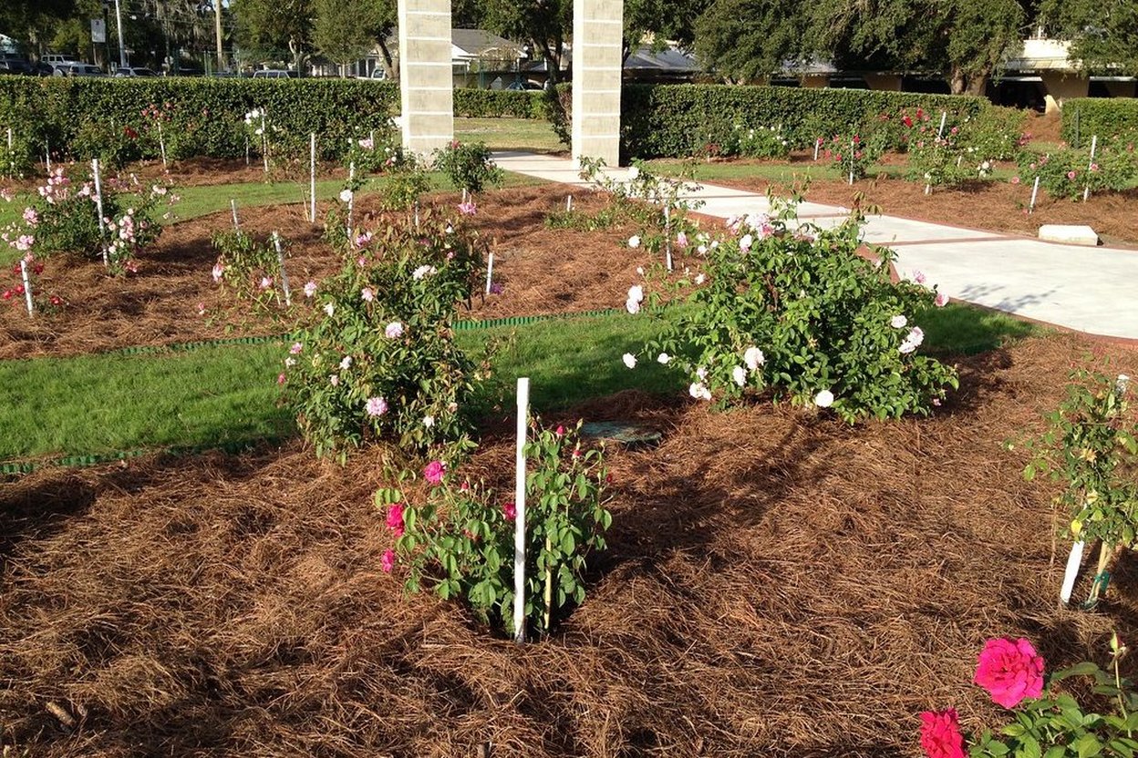 Garden beds freshly mulched with pine straw