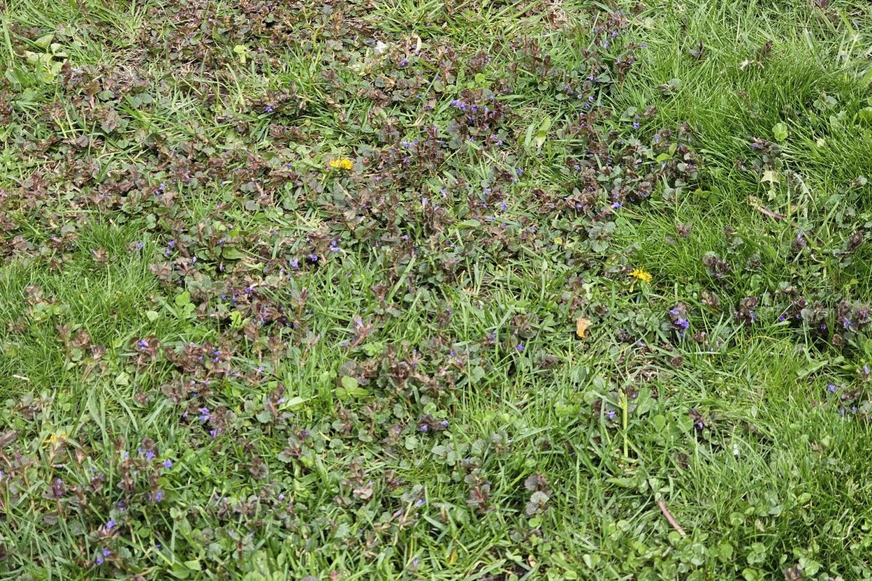 Why Spring Seeding Loses to Weeds