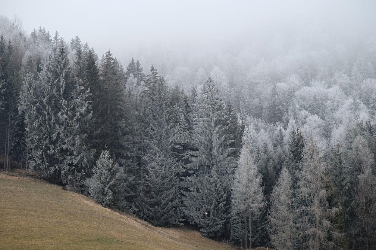 Frosted evergreen trees on a winter hillside
