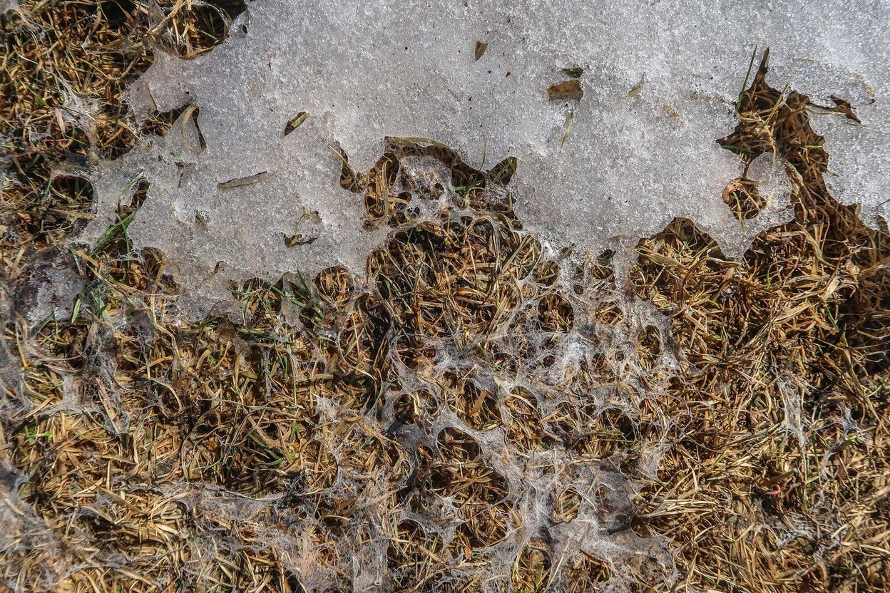Snow mold patches on dry grass in early spring.