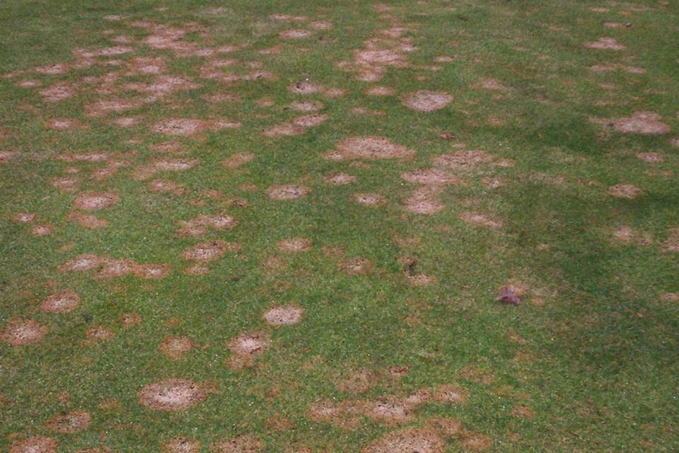 Gray Snow Mold and Pink Snow Mold Are Not the Same Patch (photo 2)