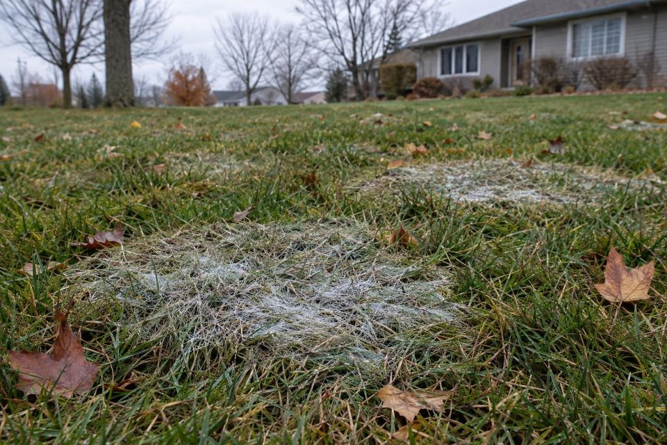 Frost on lawn grass with fallen leaves in a suburban yard