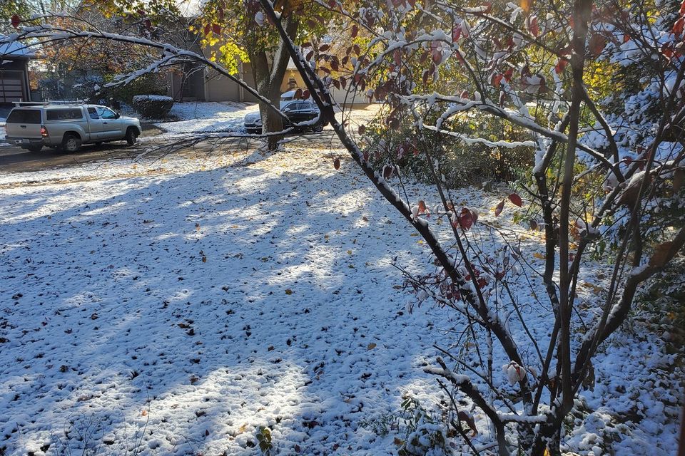 Wet Leaves Under the First Snow Are How Snow Mold Gets Started (photo 2)
