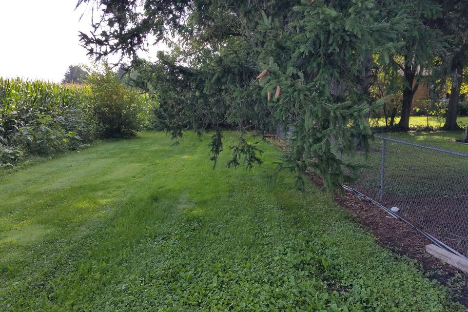 Why Spring Seeding Loses to Weeds (and What to Do Instead) (photo 2)
